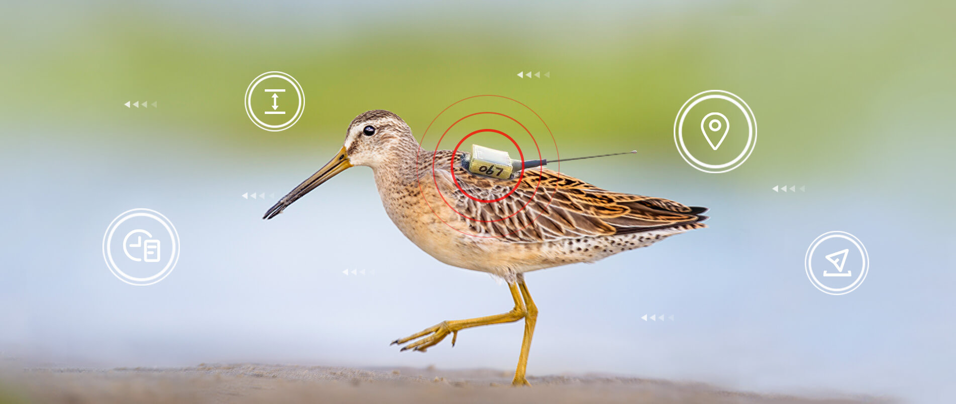 bbin宝盈物联网整体解决方案，助力小型鸟类实现全球追踪